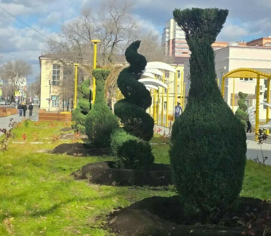 Благовещенцы задаются вопросом приживутся ли в городе причудливой формы можжевельники высаженные в новом сквере