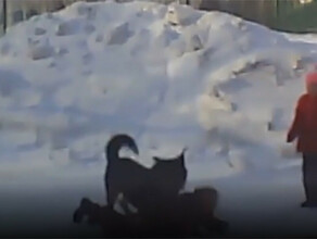 Бродячая собака напала на девочку в Новосибирске видео