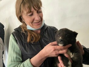 В Благовещенске открылся первый муниципальный приют для животных Решит ли это проблему бродячих собак в городе фото видео