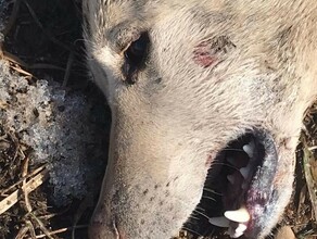 В амурском селе ввели карантин после того как зараженная бешенством бездомная собака напала на женщину