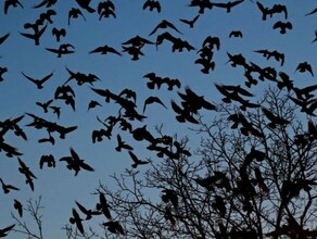 Благовещенцы жалуются на засилье ворон в городе Власти пока не знают что делать с птицами