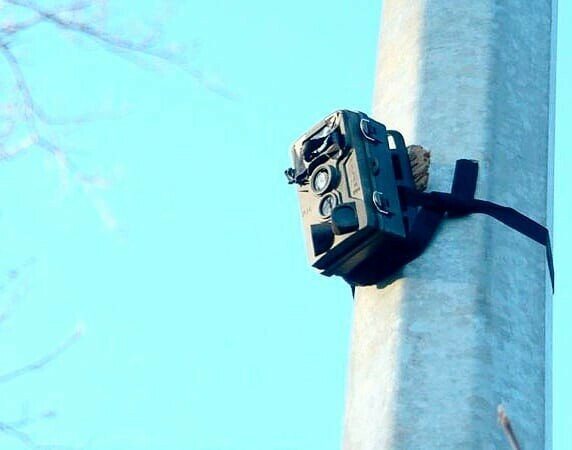 Осторожно вас снимает фотоловушка в Амурской области устанавливают переносные камеры для борьбы с мусорными свалками