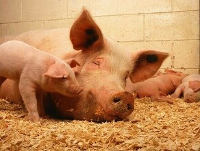 Очаги африканской чумы свиней окружили Амурскую область