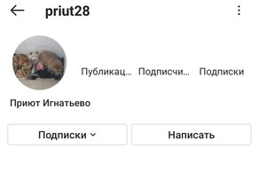 Instagram заблокировал аккаунт благовещенского приюта для животных якобы за накрутку подписчиков