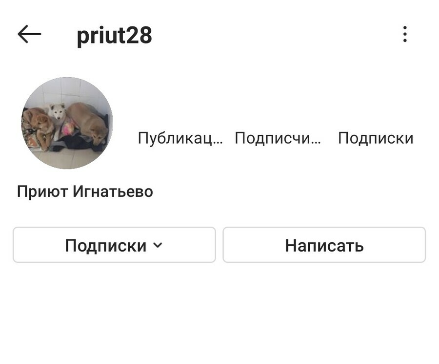 Instagram заблокировал аккаунт благовещенского приюта для животных якобы за накрутку подписчиков