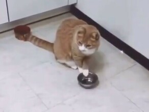 Хабаровский кот стал звездой TikTok видео