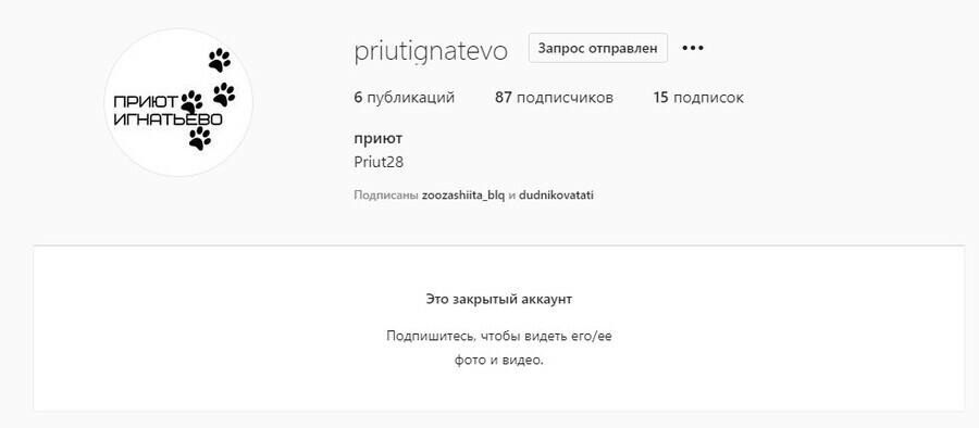 У благовещенского приюта для животных новый аккаунт в Instagram